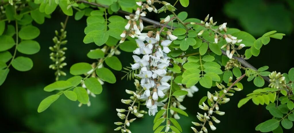 Histoire D’Arbres ... L’Acacia